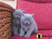 british shorthair kitten posted by raymondhanry873