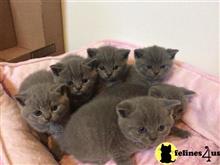 british shorthair kitten posted by raymondhanry873