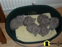 british shorthair kitten posted by raymondhanry873