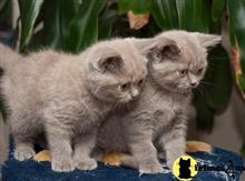 british shorthair kitten posted by raymondhanry873