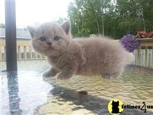 british shorthair kitten posted by raymondhanry873
