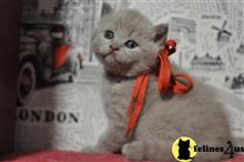 british shorthair kitten posted by raymondhanry873