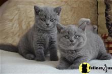 british shorthair kitten posted by raymondhanry873