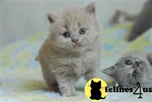 british shorthair kitten posted by raymondhanry873