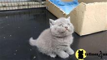 british shorthair kitten posted by raymondhanry873