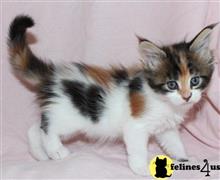 maine coon kitten posted by raymondhanry873