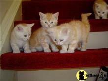 maine coon kitten posted by raymondhanry873