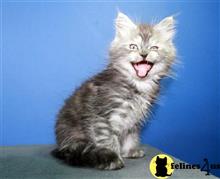 maine coon kitten posted by raymondhanry873