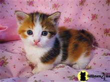 maine coon kitten posted by raymondhanry873