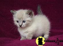 munchkin kitten posted by raymondhanry873