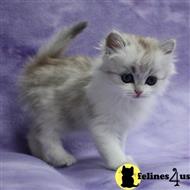 munchkin kitten posted by raymondhanry873