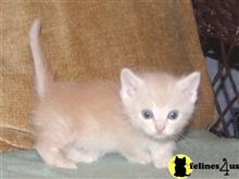 munchkin kitten posted by raymondhanry873