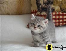 munchkin kitten posted by raymondhanry873