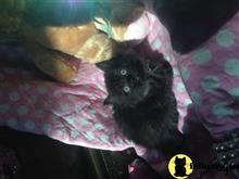 ragamuffin kitten posted by RachelLawrence
