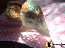 ragamuffin kitten posted by RachelLawrence