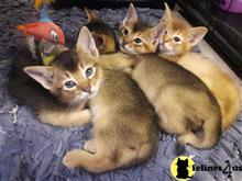abyssinian kitten posted by Kittensforyou