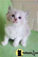 ragdoll kitten posted by Notabilia