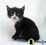 munchkin kitten posted by Flapdoodle