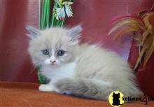 munchkin kitten posted by Flapdoodle