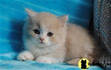 munchkin kitten posted by Flapdoodle