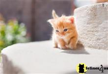 munchkin kitten posted by Flapdoodle