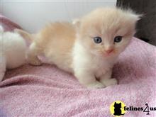 munchkin kitten posted by Flapdoodle