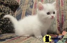munchkin kitten posted by Flapdoodle