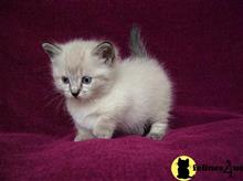 munchkin kitten posted by Flapdoodle