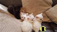 munchkin kitten posted by Flapdoodle
