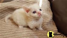 munchkin kitten posted by Flapdoodle