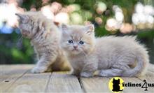 munchkin kitten posted by Flapdoodle