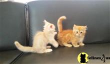 munchkin kitten posted by Luminous