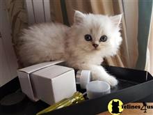 persian kitten posted by Luminous