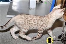 bengal kitten posted by jamesadams0233