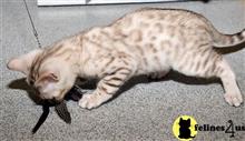 bengal kitten posted by jamesadams0233