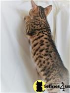 bengal kitten posted by jamesadams0233
