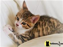 bengal kitten posted by jamesadams0233