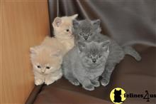 british shorthair kitten posted by jamesadams0233