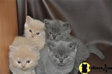 british shorthair kitten posted by jamesadams0233