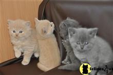 british shorthair kitten posted by jamesadams0233