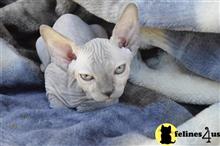 sphynx kitten posted by jamesadams0233