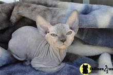 sphynx kitten posted by jamesadams0233