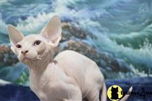 sphynx kitten posted by jamesadams0233