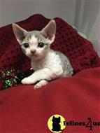 devon rex kitten posted by clairesdecor