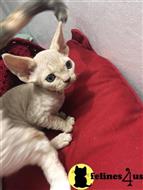 devon rex kitten posted by clairesdecor