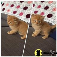persian kitten posted by Jjbfeathersandfur