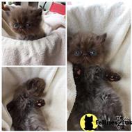 persian kitten posted by Jjbfeathersandfur