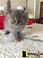 persian kitten posted by Jjbfeathersandfur