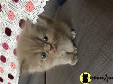 persian kitten posted by Jjbfeathersandfur