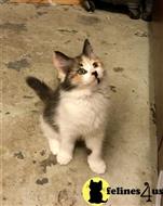 siberian kitten posted by Gcavilte